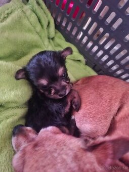 Predam yoksir krizeni z ratlikom