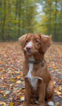 Duck tolling retriever