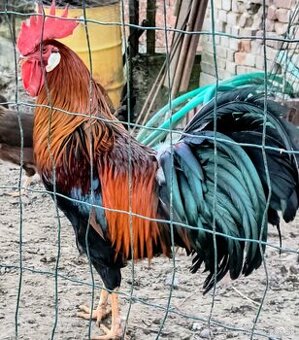 NV vlaška jarabicia