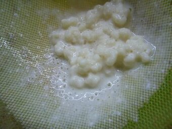 Kefír-Tibetská huba