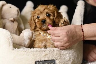 Cavapoo F1 psík hľadá milujúci domov