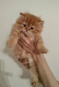 Perzské mačiatka