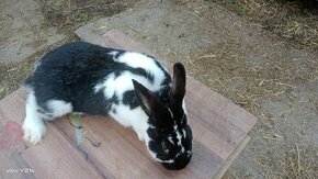 Zajac - králik samec