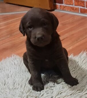 Labrador