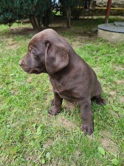 Labrador