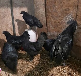 Predám kuriatka ayam cenami