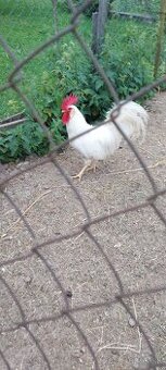 Kohut leghorn