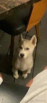 PREDAM SIBÍRSKY HUSKY - 1