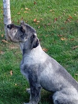 Krytie Bradáč stredný