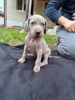 Weimarský stavač šteniatka