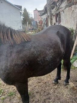 Valach