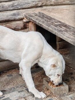 Stredoázijský ovčiak