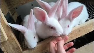 Predám králiky hyla plus kalifornská