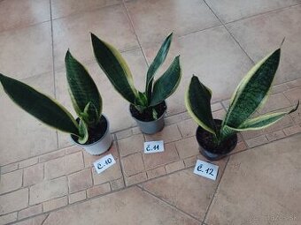 Svokrin jazyk Trifiscata 1ks/6€+posta