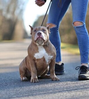 American BULLY