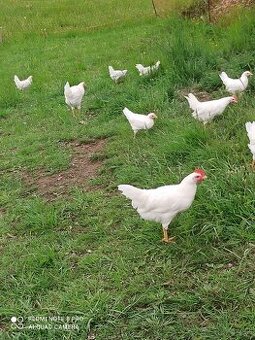 Predám čistokrvne kohúty leghorn
