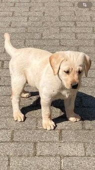 Labrador