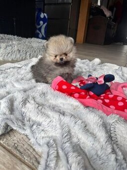 Pomeranian Boo
