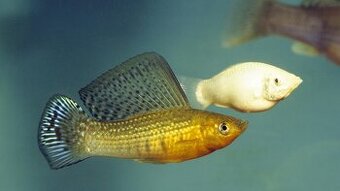Poecilia velifera