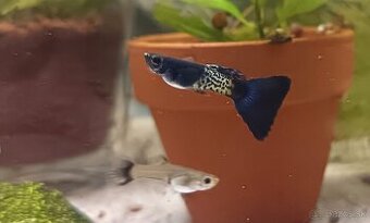 Gupky Blue Metalic (akcia 2+1 zdarma)