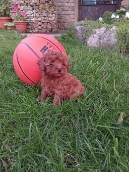 Toy pudel
