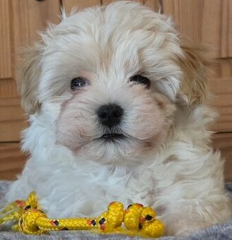 Maltipoo