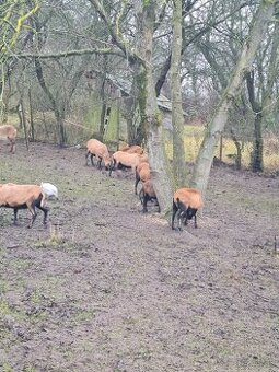 Predám kamerumské ovečky