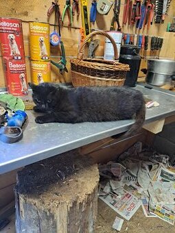 Darujem prítulného kocúrika