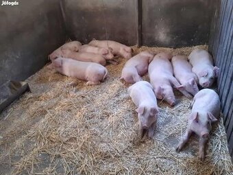 Prasa landras 25-30kg - dovoz zdarma