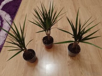 Dracena Maringata 1ks/5,50€+,posta