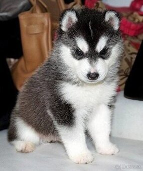 Šteniatka sibírskeho huskyho na adopciu.