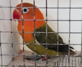 Agapornis fischeri samec