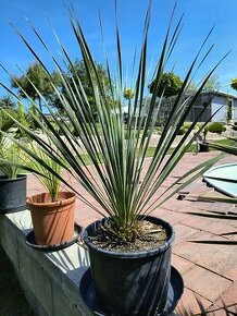 Yucca rostrata juka