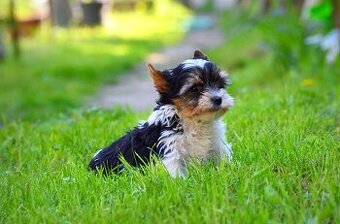Biewer-yorkshirsky terrier mini