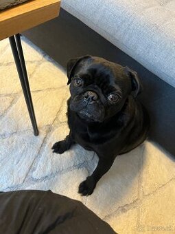 Mops