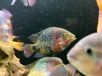 Americké cichlidy