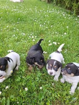 Jack Russela