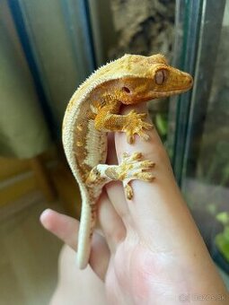 krist.kalis_cresties Pagekon riasnatý voľní samčekovia