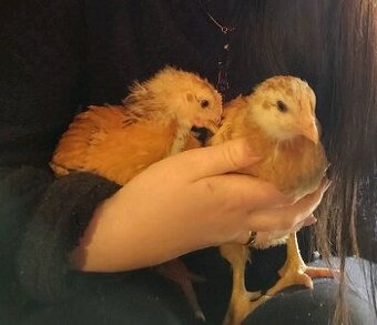 Kalimero natural, prírodný gazdovský brojler, nosnice rozvoz