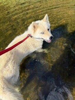Husky/akita inu