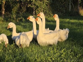 Predám ruské Cholmogorské husi