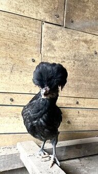 Okrasné sliepky a kohúty