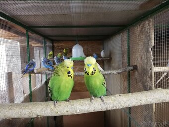 Andulky modré zelene