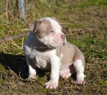 American bully