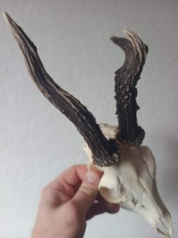 Trofej trofeje parohy parožie zhody,,,,