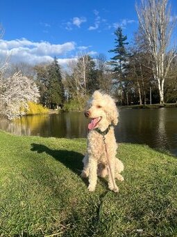 Pudel na krytie s PP