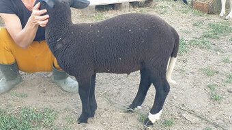 Jahnata Dorper / Suffolk a Dorper / Berrichone