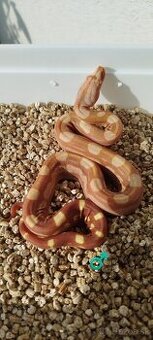 Boa Constrictor INCA IMG