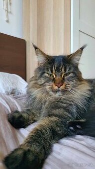 Maine coon na krytie Mainská mývalia