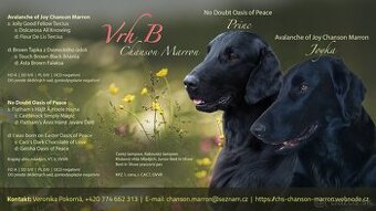 Flat coated retriever šteniatka s PP